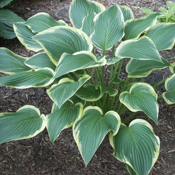 Hosta - Hosta 'Yellow River' 