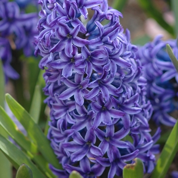 Hyacinthus orientalis - Hyacinth 'Multiple Varieties'
