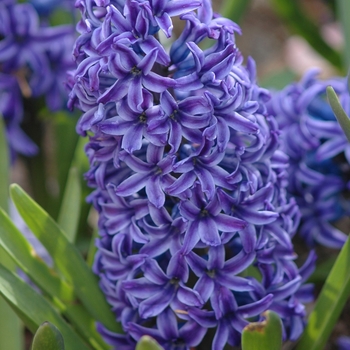 Hyacinthus orientalis - Hyacinth