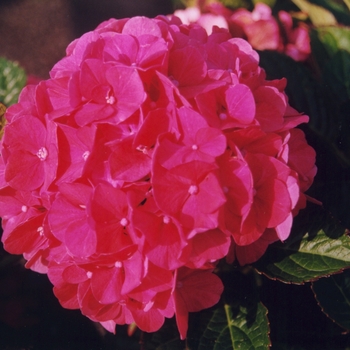 Hydrangea - Florist Hydrangea