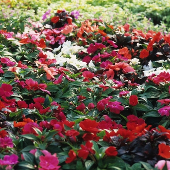 Impatiens Hawkeri - Impatiens 'New Guinea Series'