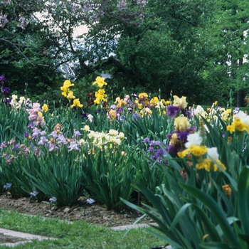 Iris - Iris 'Multiple Varieties'
