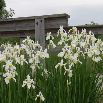 Iris siberica - Iris 'Siberian Varieties'