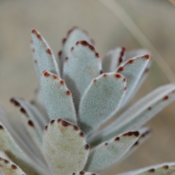 Kalanchoe tomentosa - Panda Plant