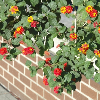 Lantana - Lantana 'Multiple Varieties'