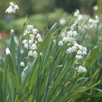 Leucojum aestivum - Spring Snowflake