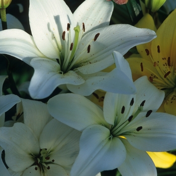 Lilium asiatic - Lily 'Multiple Varieties'