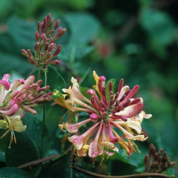 Lonicera x heckrottii - Honeysuckle 'Goldflame'