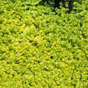 Lysimachia nummularia - Creeping Jenny 'Goldilocks'