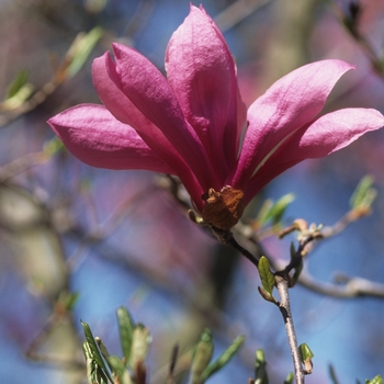 Magnolia - Magnolia 'Betty'