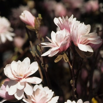 Magnolia x loebneri - Magnolia 'Leonard Messel'