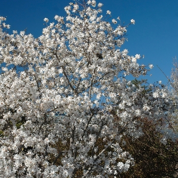 Magnolia x loebneri - Magnolia 'Centennial Blush'