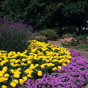 Tagetes hybrid - Marigold 'Multiple Varieties'