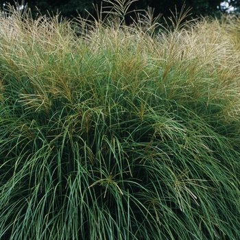 Miscanthus sinensis 'Yaka Jima' - Yaka Jim Maiden Grass