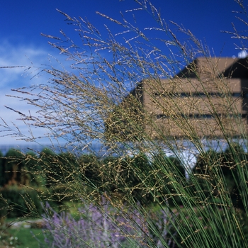 Molinia arundinacea - Moor Grass 'Skyracer' 