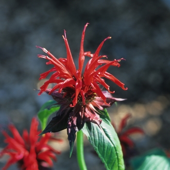 Monarda - Bee Balm 'Jacob Cline' Monarda - Bee Balm 'Jacob Cline'