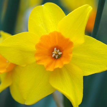 Narcissus - Daffodil 'Multiple Varieties'