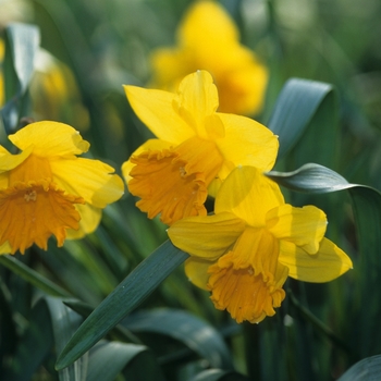  - Daffodils