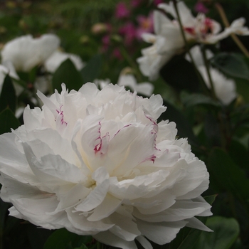Paeonia lactiflora - Peony 'Festiva Maxima' 