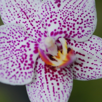Phalaenopsis - Orchid 'Multiple Varieties' 