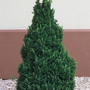 Picea glauca (Dwarf Alberta Spruce) - Spruce 'Conica'