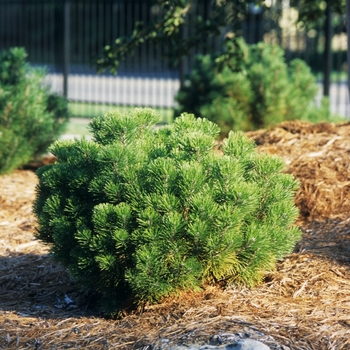 Pinus mugo (Dwarf Mugo) - Pine 'Pumilio'