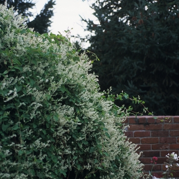 Polygonum aubertii - Silver Lace Vine