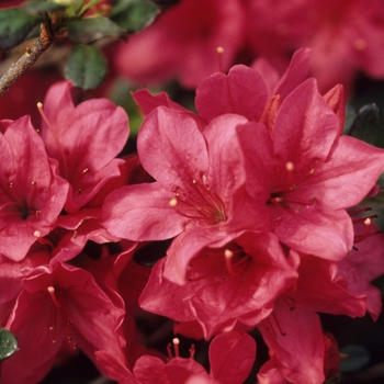 Azalea - Azalea 'Florist Varieties'