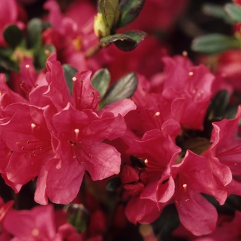 Azalea - Azalea 'Florist Varieties'