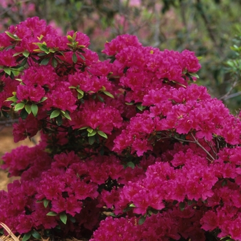 Rhododendron girard hybrid - Azalea 'Girard's Fuchsia'