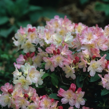 Rhododendron - Rhododendron 'Percy Wiseman'