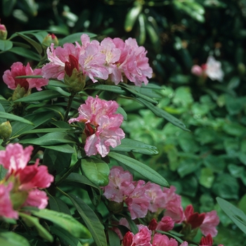 Rhododendron - Rhododendron 'Yaku Prince'