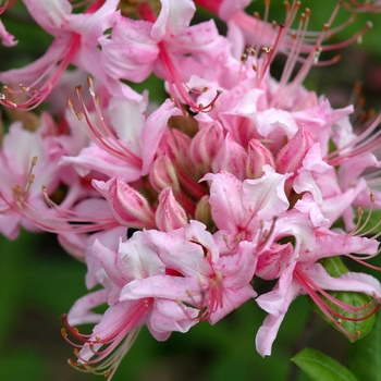 Rhododendron Northern Light hybrid - Azalea 'Northern Lights' Rhododendron Northern Light hybrid - Azalea 'Northern Lights'