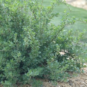 Ribes uva-crispa - Gooseberry 'Hinnonmaki Red'