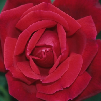 Rosa - Rose 'Chrysler Imperial'