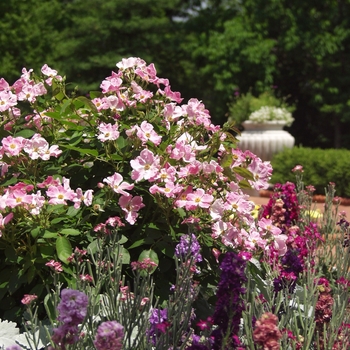 Rosa - Rose 'New Dawn'