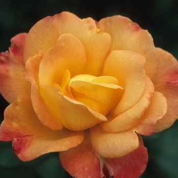 Rosa - Rose 'Rio Samba' 