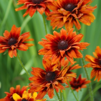 Rudbeckia hirta (Black Eyed Susan) - Rudbeckia 'Cherokee Sunset'