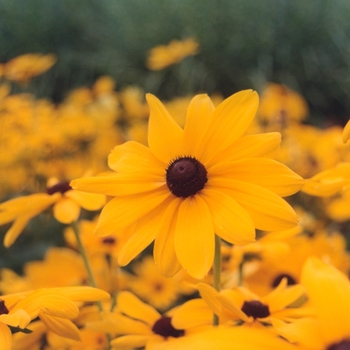 Rudbeckia hirta (Black Eyed Susan) - Rudbeckia 'Indian Summer' 