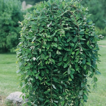 Salix caprea - Weeping Pussy Willow