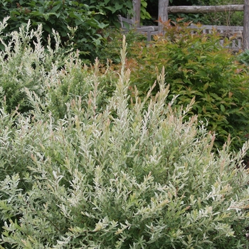 Salix integra - Willow 'Hakuro Nishiki'