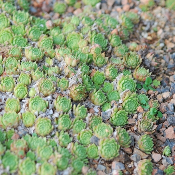 Sempervivum - Hens and Chicks 'Pekinese'