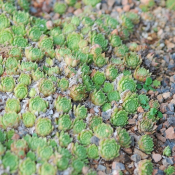 Sempervivum 'Pekinese' - Pekinese Hen and Chickens