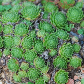 Sempervivum - Hens and Chicks 'Raspberry Ice'