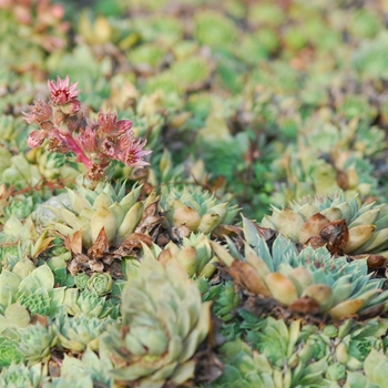 Sempervivum 'Thayne' - Thayne Hen and Chickens