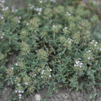 Thymus faustinoi - Thyme 'Provence'