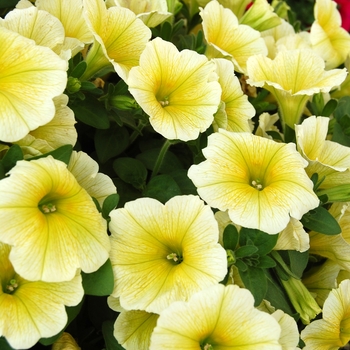 Petunia - Potunia Yellow