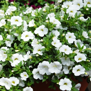 Calibrachoa hybrid (Million Bells) - Calibrachoa 'Sweet Chimes Snowberry'