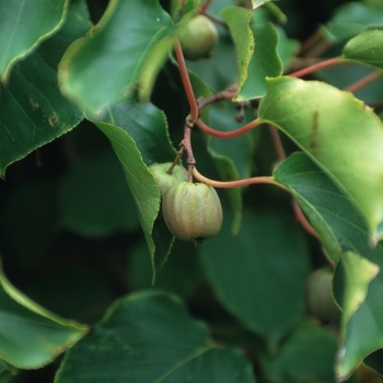 Actinidia arguta - Kiwi 'Issai'