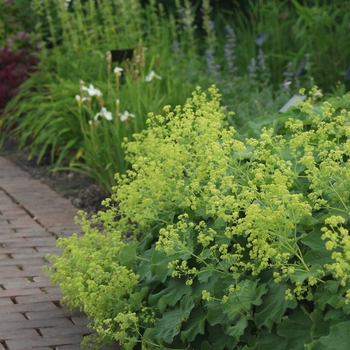 Alchemilla mollis - Lady's Mantle